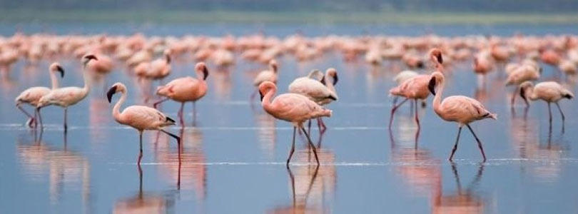 Lake Nakuru Flamingoes in the Great Rift Valley.