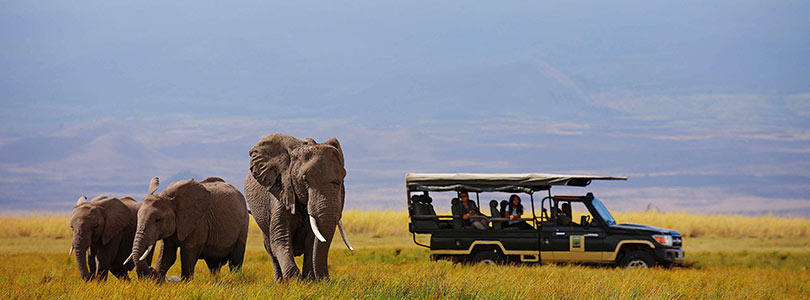 Elephants near Kilimanjaro.