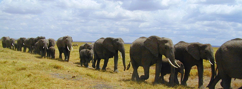 Amboseli elephant herd.