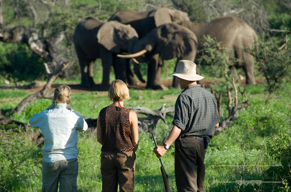 See Elephants on your Kenya safari.