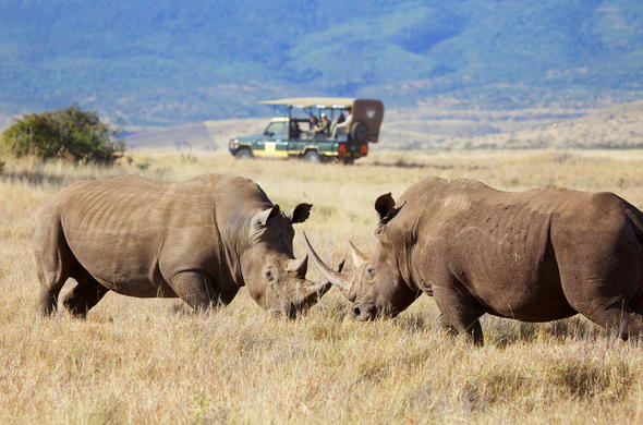 See Rhino on your Lewa safari in Kenya.