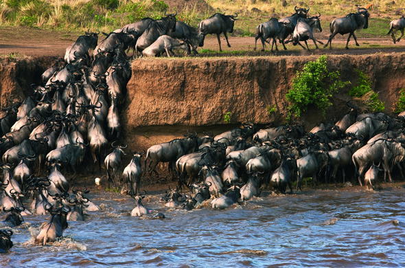 Wildebeest migration across the Mara River.