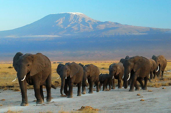 Elephant herd in Amboseli.