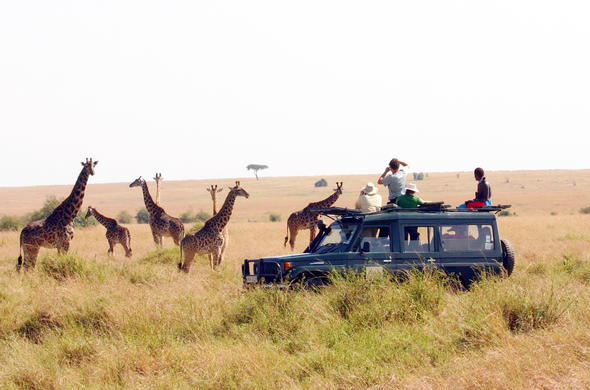 A group of giraffe spotted during a game drive in the Masai Mara.