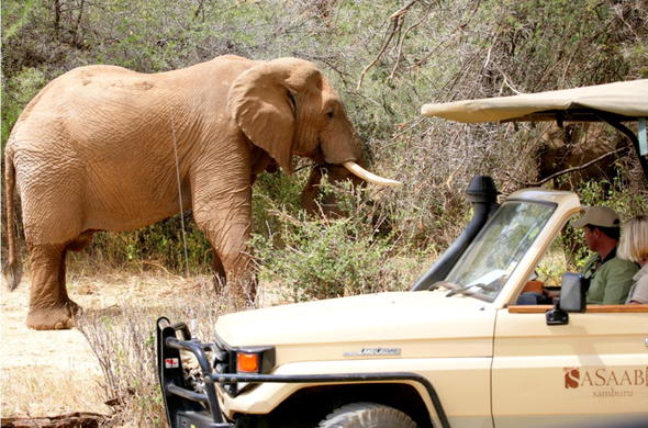 Thrilling elephant sighting during a game drive in the Samburu.